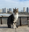 Homeless Cat Resiliating in Tel Aviv